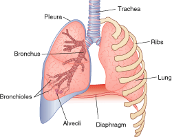 francis v adams m d lung size